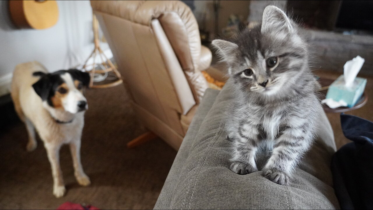 Dog “BOOPS” Kitten…Then RUNS!!