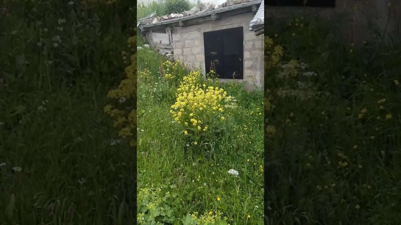 YAYLANIN SARI ÇİÇEKLERİ.