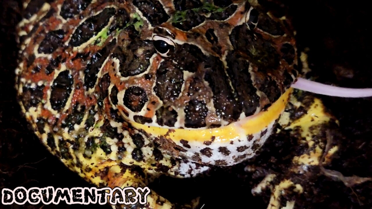 Giant Pac Man Frog Live Feeding Documentary