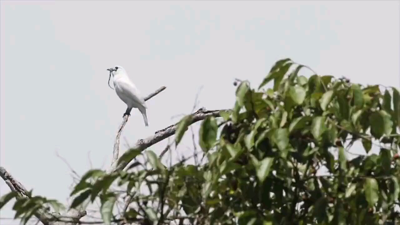 The white bellbird is🕊 🔊