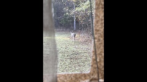 Watching the Deer