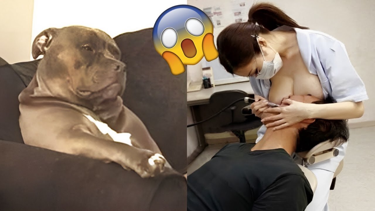 Funniest Animals Video - Funny Dogs And Cats - Try Not To Laugh Animals 2022