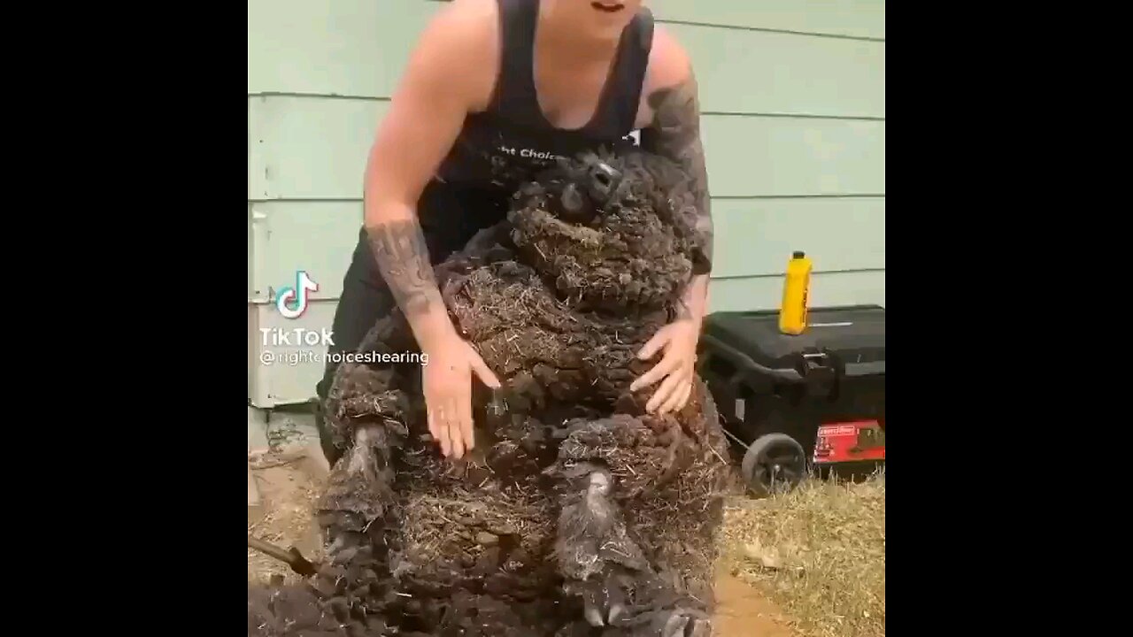 Funny videos