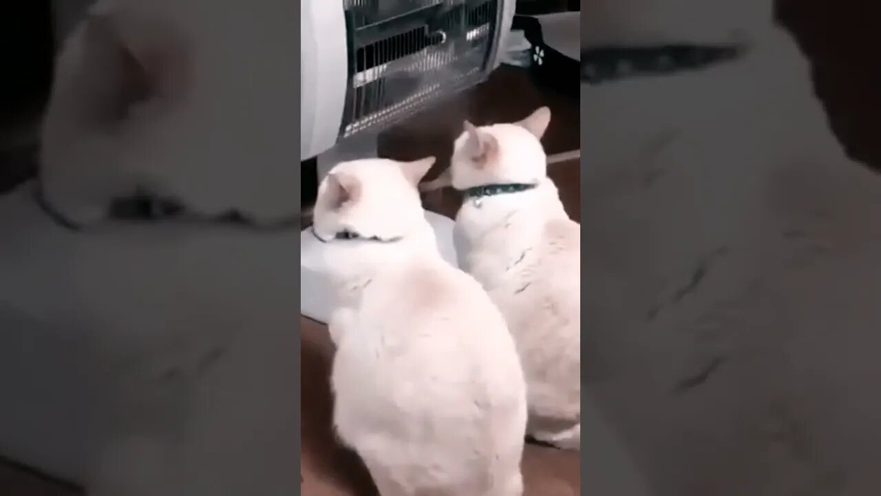 Cat Video Fun #cat #reels #shorts