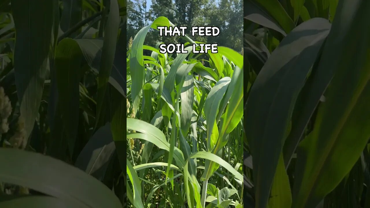 Sorghum Sudan Cover CROP #covercrops #regenerativeagriculture #soilhealth