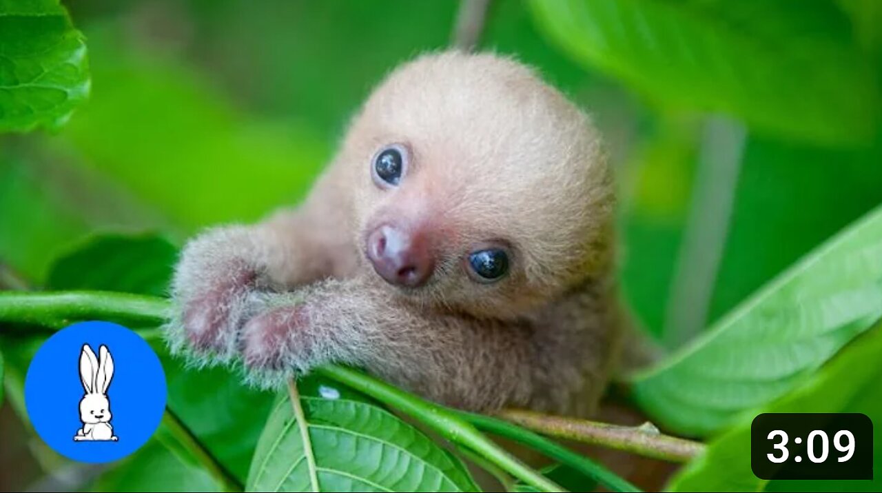 Baby Sloths Being Sloths - FUNNIEST Compilation