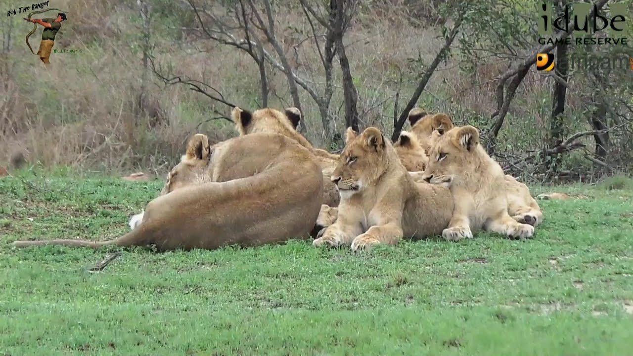 LIONS: Following The Pride 33: Relaxing On Different Occasions