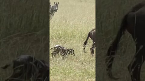 Encountering a Newborn Wildebeest!🤔#shorts #safari #travel #travelling