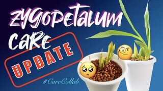 Zygopetalum General Care UPDATE #CareCollab