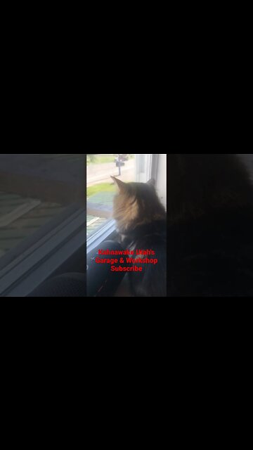 Pondering all that traffic - #shorts