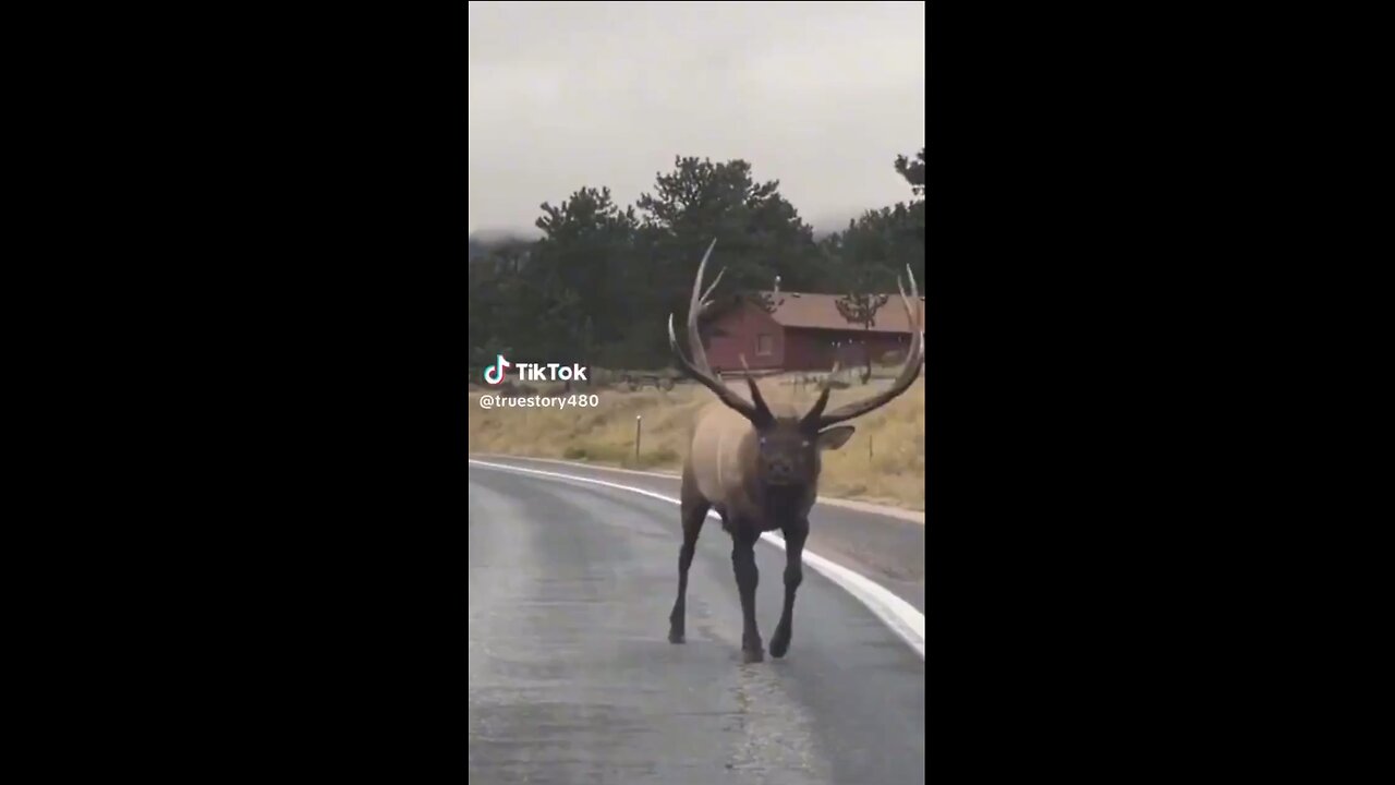 An Elk calls for help!