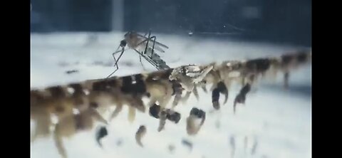 BILL GATES MOSQUITO APOCALYPSE SEEMINGLY UNDERWAY