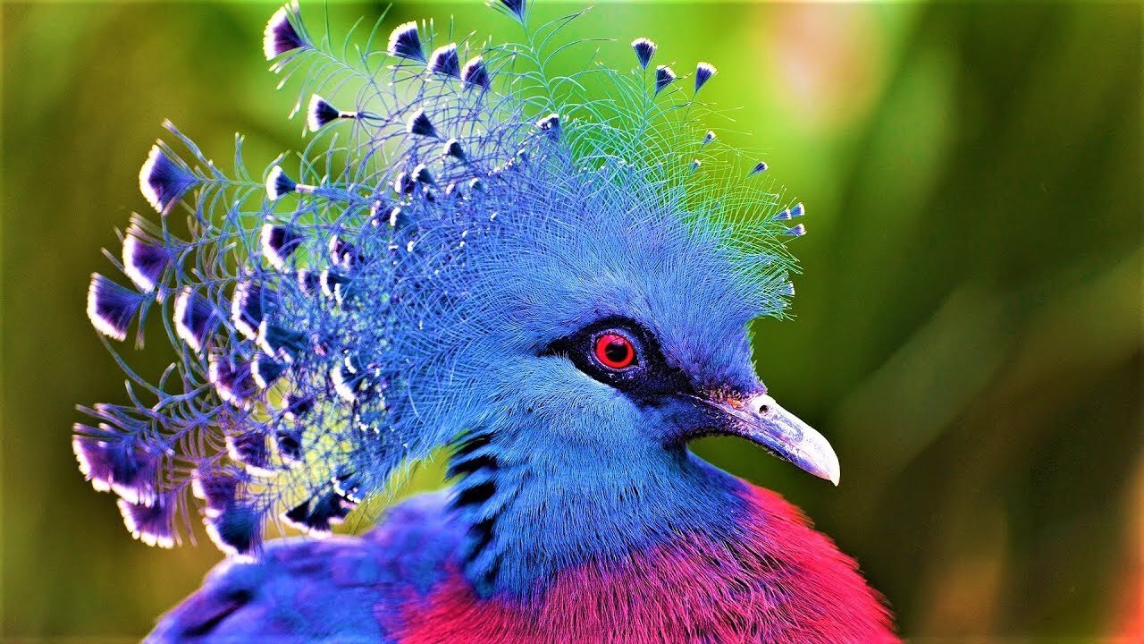 10 Most Beautiful Birds on Planet Earth