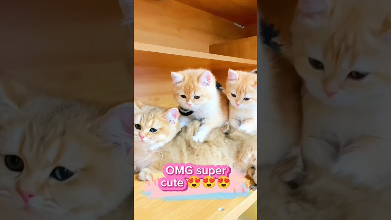 Super Cute and Funny cats