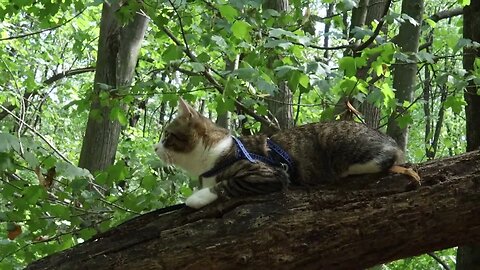 Forest Cat Loves to Climb on Tree Branches