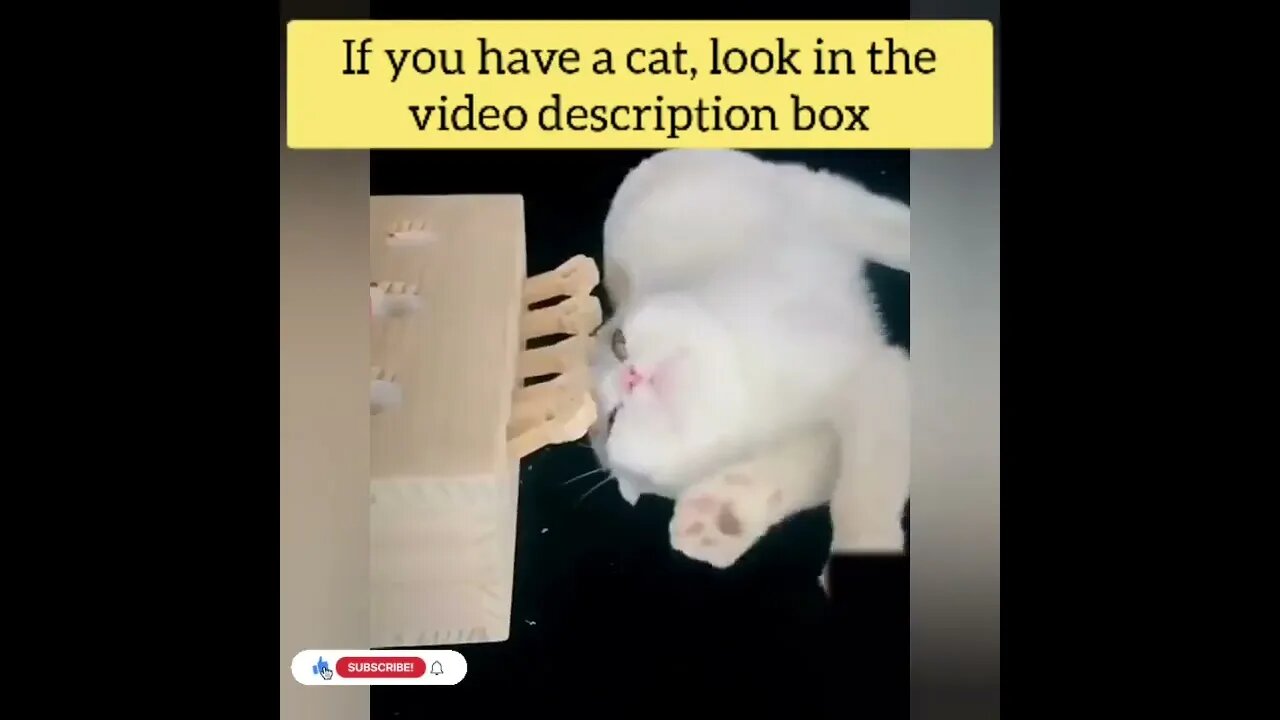 cute cat videos 😹 funny videos 😂141