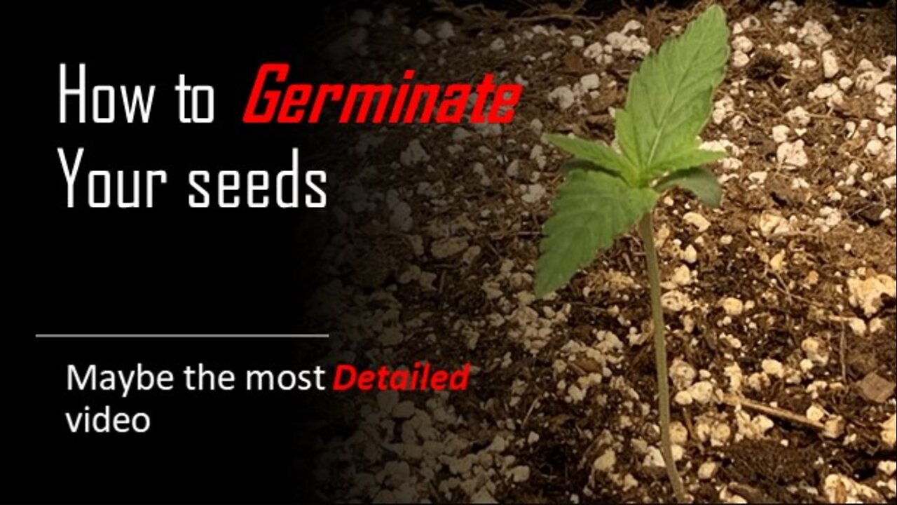 How to Germinate your seeds!!