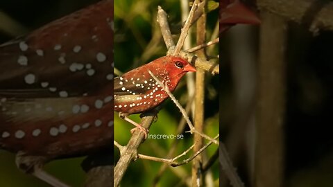 Bengali - @Som das Aves - #shorts