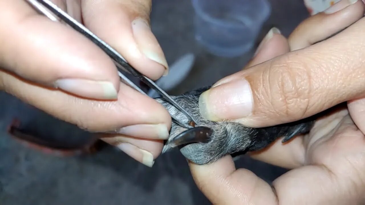 Lady removes ticks from paws, Chocolat is adorable Dog