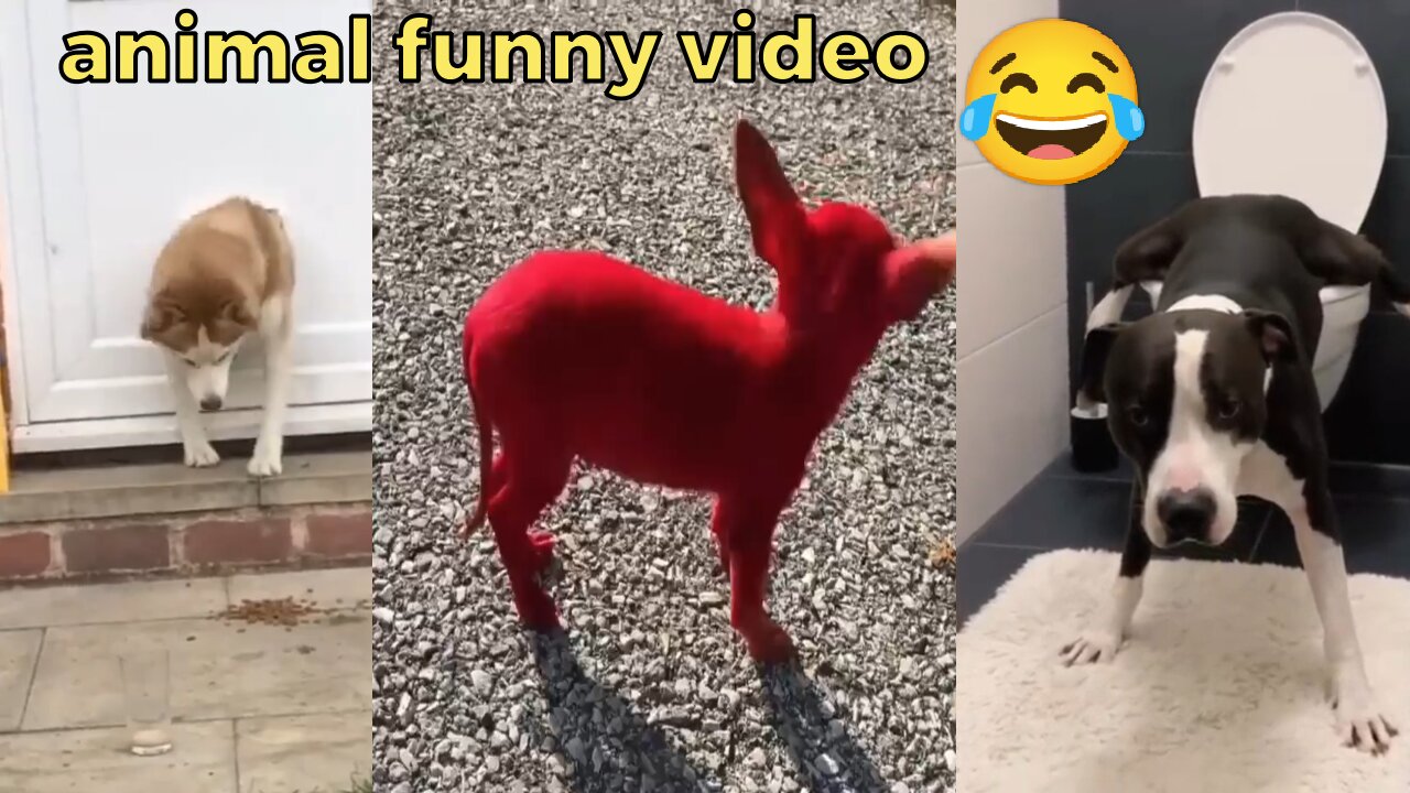 Funniest Cats And Dogs Videos 😂 - Best Funny Animal Videos 2023 😅