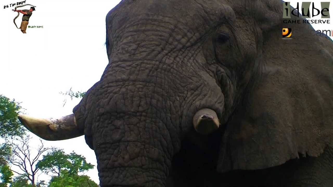 Huge African Elephant With Broken Tusks Close-Up