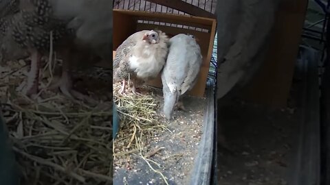 Red eyed cinnamon and lavender guinea fowl keets