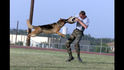 How To Train Your Dog To Be Aggressive