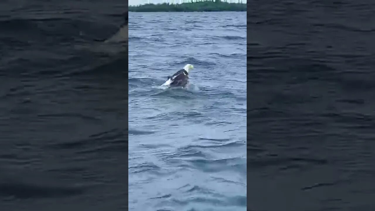 I'm Just Forced to Swim