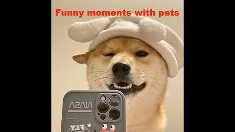 Funny moments with pets（1）