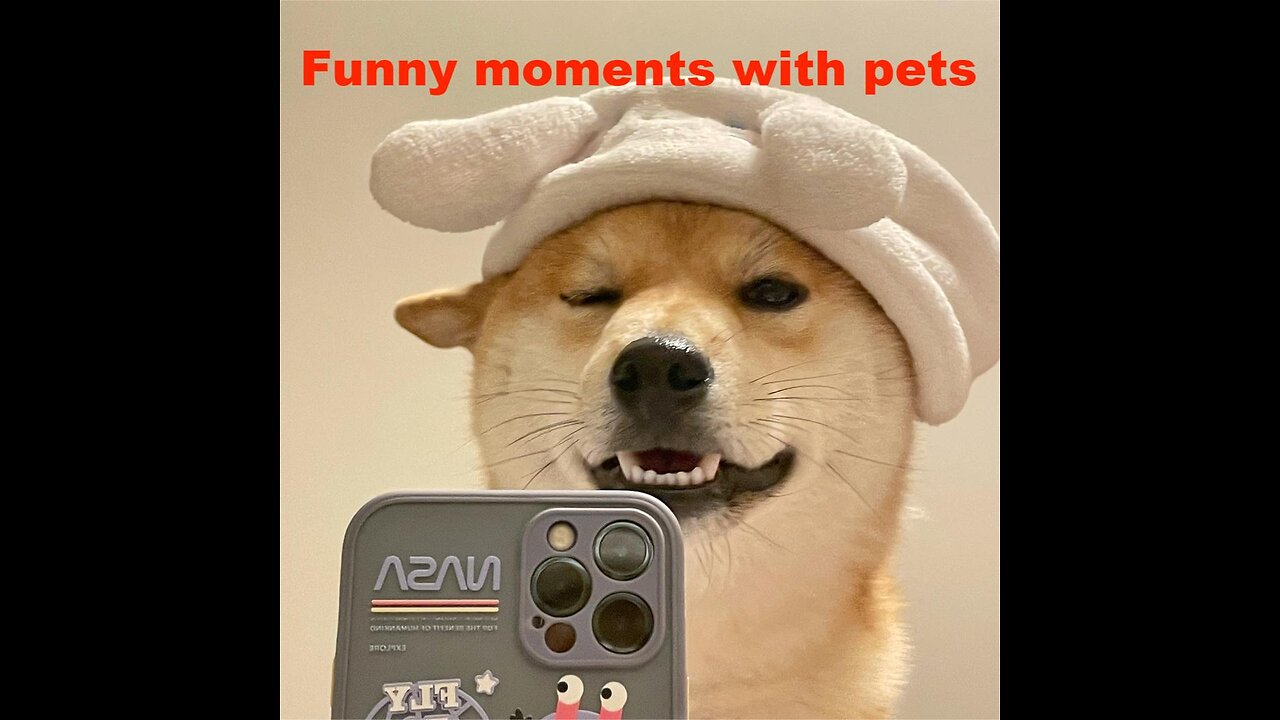Funny moments with pets（1）