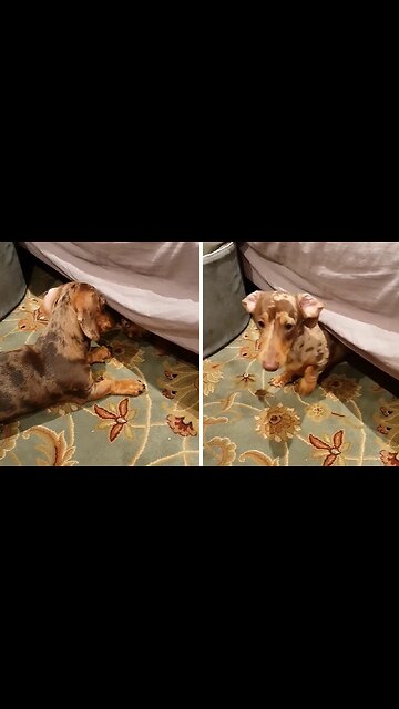 Frisky Puppies Have An Awesome Playtime Together