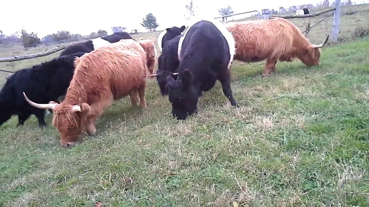 Moving Cattle from Middle Pasture onto Driveway & Horses whinnying (yelling) at Cows I tell to stop