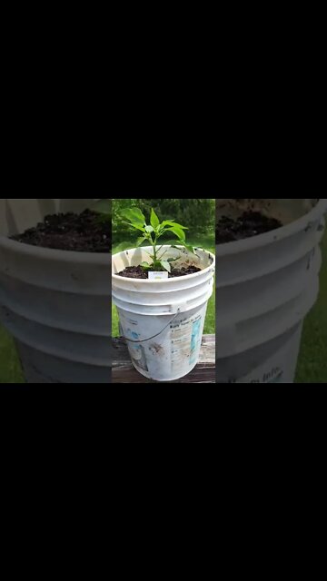 How I Made Homemade Hot Sauce