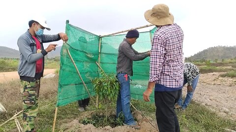 របៀបបាំងស្បៃទុរេនអោយបានត្រឹមត្រូវ (ចម្ការអតិថិជន)