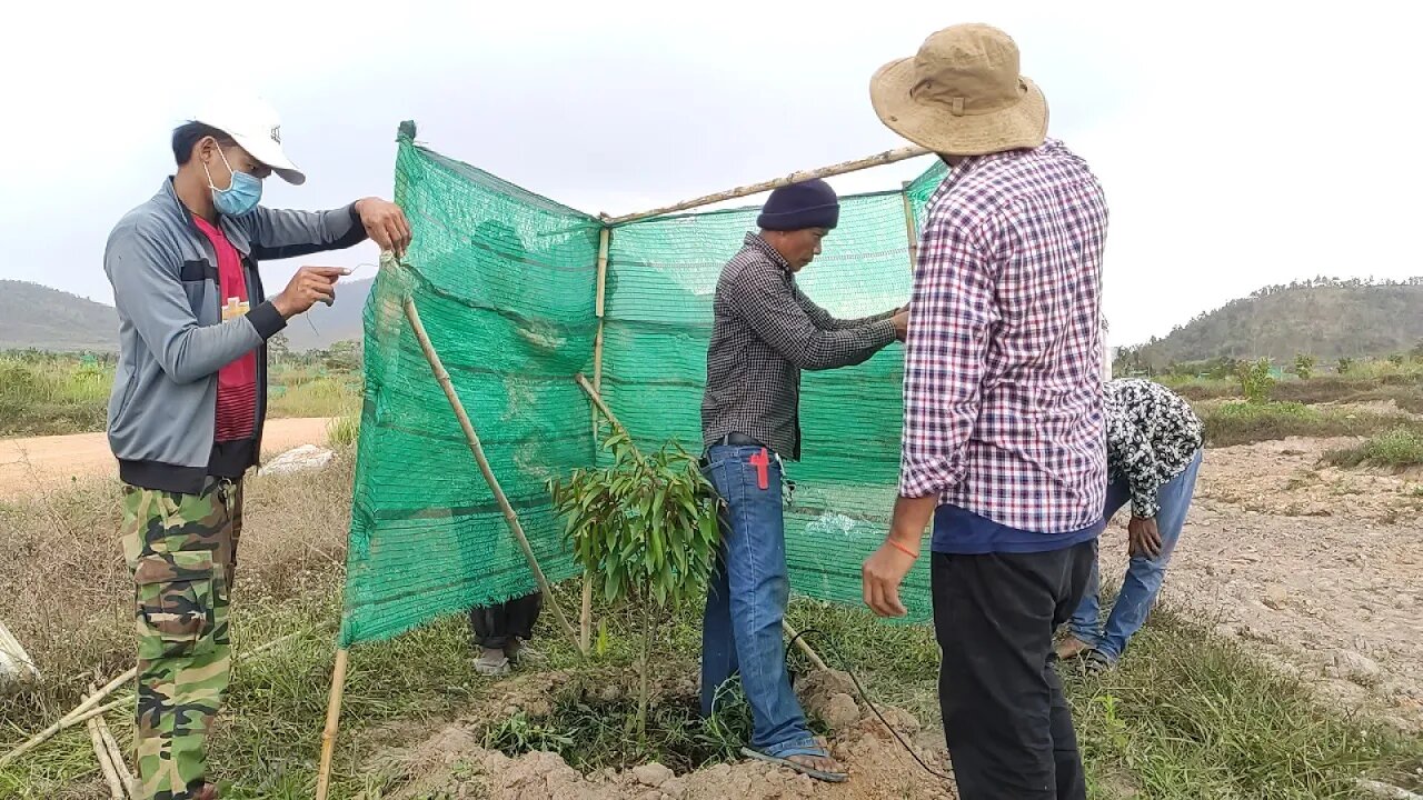 របៀបបាំងស្បៃទុរេនអោយបានត្រឹមត្រូវ (ចម្ការអតិថិជន)