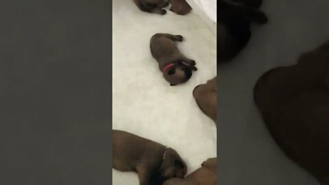 LonelyCreek Serenity litter