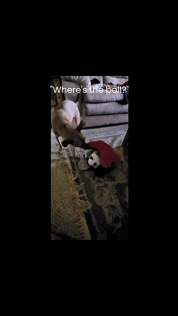 Asking My Chihuahua Bluto: Where's The Ball?