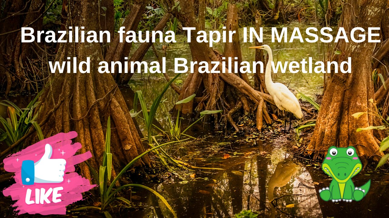 Brazilian Fauna Tapir IN MASSAGE wild animal Brazilian Pantanal