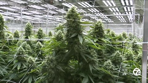 An inside look at Lume Cannabis Co., the top marijuana producer in Michigan and the country