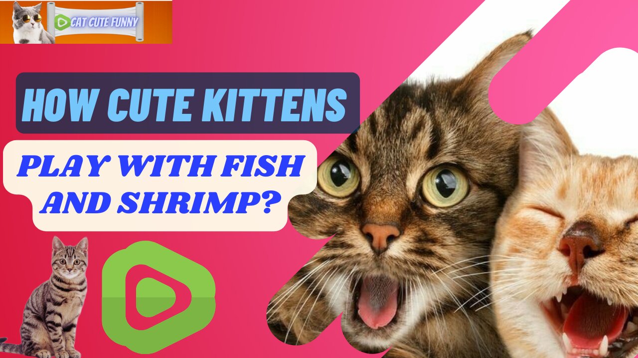 how cute kittens play with fish and shrimp?