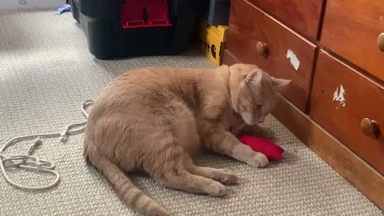 First time I’ve seen Teddy play with catnip