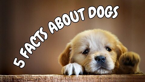 5 Facts About DOGS!