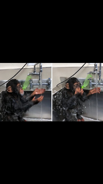 The cute monkey knows how to wash his hands and face