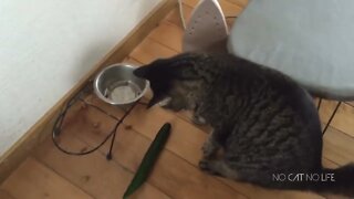 Cats Scared by Cucumbers Compilation