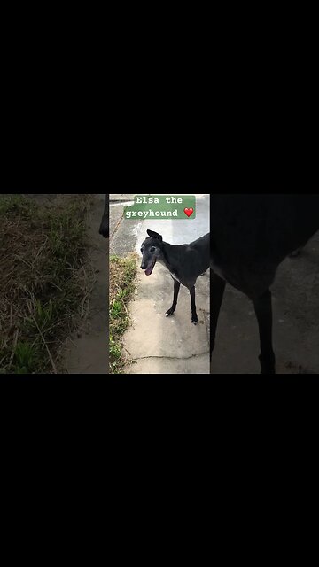 Elsa the greyhound ❤️