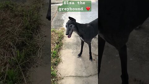 Elsa the greyhound ❤️