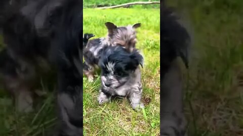 Yorkies so precious