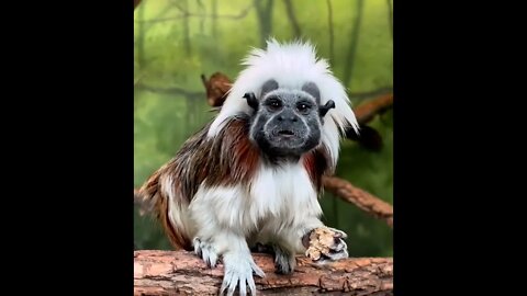 OMG! What creature is this?! 😳😃