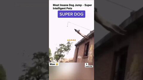 Most Insane Dog Jump - Super Intelligent Pets #shorts #animals #wildlife #pets #dog