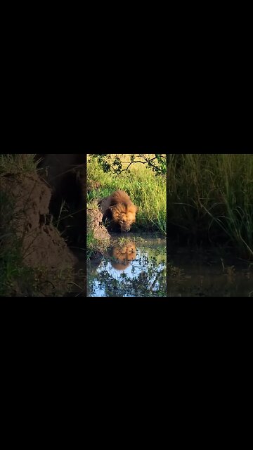 Quenching Thirst #shorts | #ShortsAfrica